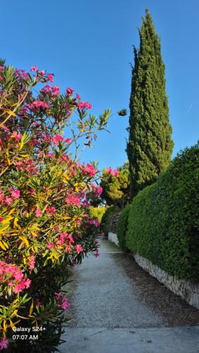 a garden with pink flowers and a pathway at Beach House Bella Vista apartments in Trogir