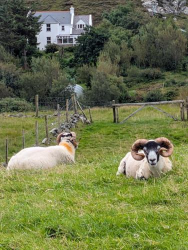 two sheep and a dog laying in the grass at An Teach Beag Glencolmcille, little home from home in Glencolumbkille