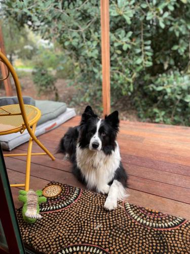 Rancho Relaxo Tiny House - in town sanctuary