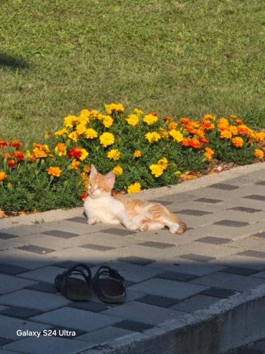 Afbeelding uit fotogalerij van PRENOCiSTE SARA in Bihać