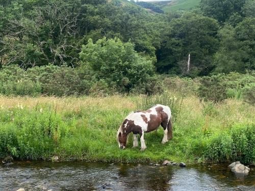 a brown and white horse eating grass near a river at Bedwellty Lodge near BikePark Wales in Tredegar