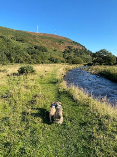 a dog laying in the grass next to a river at Bedwellty Lodge near BikePark Wales in Tredegar