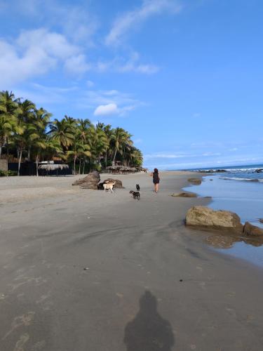 a person walking two dogs on a beach with palm trees at Villa Naylamp loft en las pocitas in Máncora