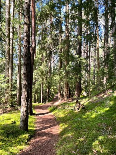 a dirt trail in a forest with trees at Ferienwohnung Storck in Bad Bleiberg