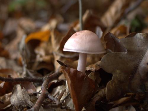 a small white mushroom sitting on the leaves at Family Apartment Bouillon and Semois River in Gros-Fays