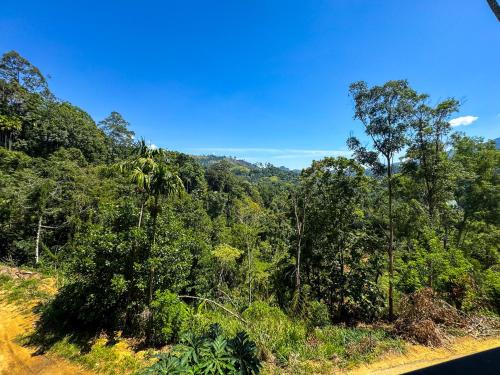 a view of a forest of trees on the side of a road at Shiimmer - Ella in Ella