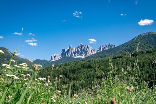 a field of flowers with mountains in the background at Austillerhof - Urlaub auf dem Bauernhof in Funes