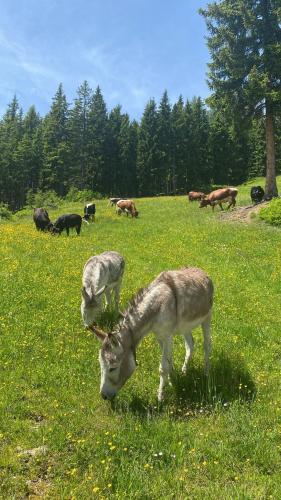 a group of animals grazing in a field of grass at Chalet Vierlauchen in Bramberg am Wildkogel