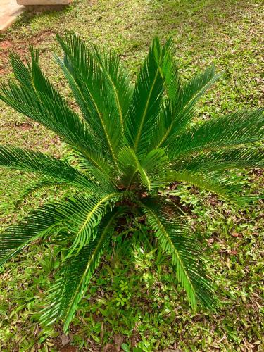 a green palm tree in a field of grass at Quinta YaaxBe in Homún