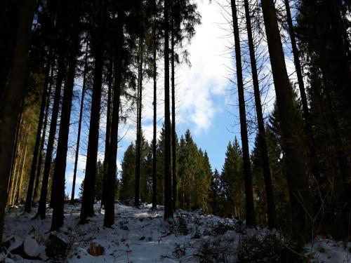 Sellerich Forest Hideaway semasa musim sejuk
