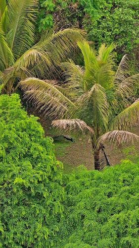 an aerial view of palm trees and bushes at Luxury AC 2BHK Full Furnished with Sunrise View, Hill View, Pool, Kitchen, Ergonomic Workstation in Hinjewadi