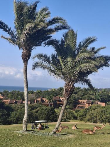a group of animals laying in a field with palm trees at Luxury 4 bed villa in San Lameer golf beach estate in Southbroom
