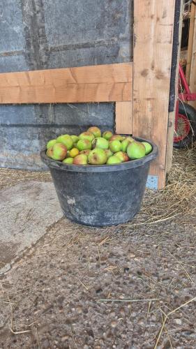 a bucket of apples sitting on the ground at accommodatie één in Hommerts