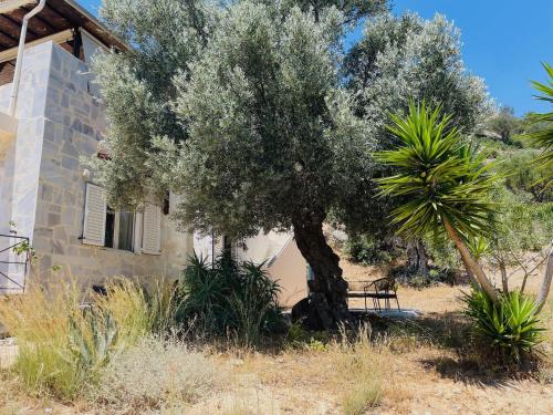an olive tree in front of a house at Meer an Oliven in Agia Galini