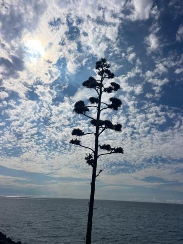 a tree in front of the ocean with a cloudy sky at Bistrot del mare in Santo Stefano al Mare