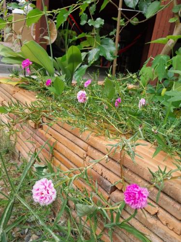 a bunch of pink flowers on a brick wall at Himmapun Farmstay in Ban Pa Ngiu