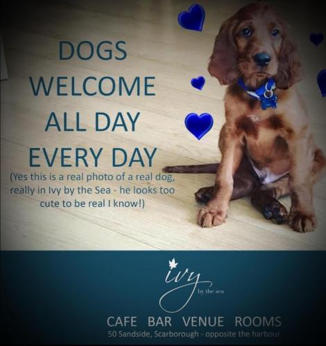 a flyer for a dogs welcome all day every day at Ivy By The Sea in Scarborough
