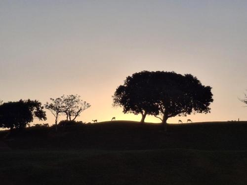 a silhouette of trees on a hill at sunset at Luxury 4 bed villa in San Lameer golf beach estate in Southbroom