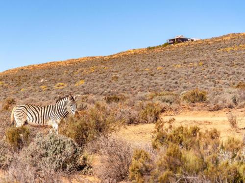 a zebra standing in the middle of a field at Rooilande Guest Farm in Laingsburg