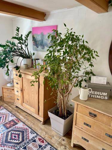 a room with potted plants and a wooden cabinet at Private Room in an old Farmhouse near Vaduz in Sevelen