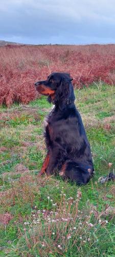 a black dog sitting in the grass in a field at La Lézardière in Pleugriffet