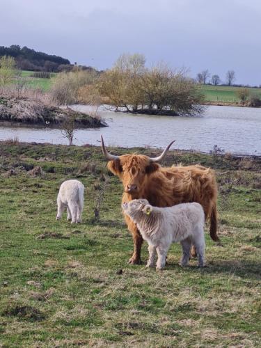 a cow and two lambs standing in a field at Emstaler Auszeit in Bad Emstal