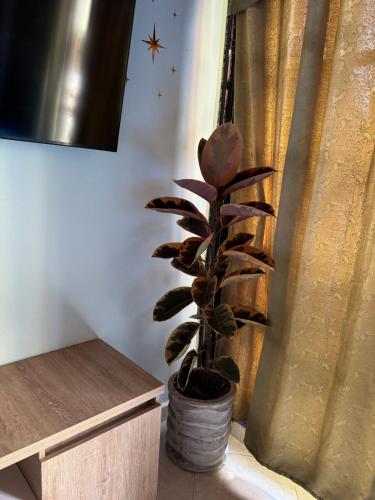 a plant in a pot next to a window at Comfortable Apartment with a Starry Night Theme in Guatapé