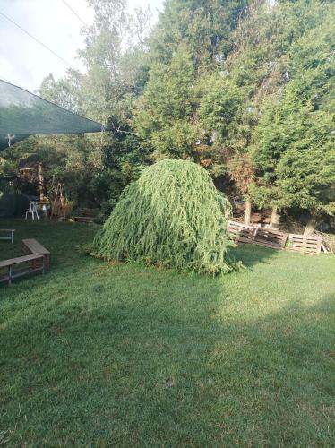 a bush in the grass in a yard at Agriturismo - fattoria didattica Caratozzolo 