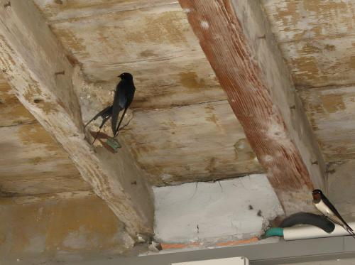two birds sitting on the ceiling of a room at Agriturismo San Domenico-Il Roseto in Radicondoli