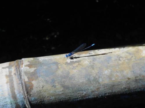 a blue bird sitting on top of a metal pole at Tortugal Boutique River Lodge in Rio Dulce