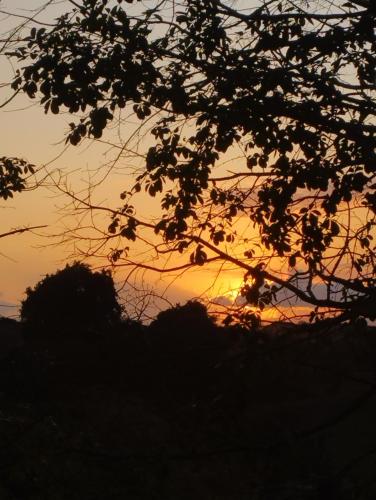 a silhouette of a tree with a sunset in the background at Casa Morpho in Zancudo