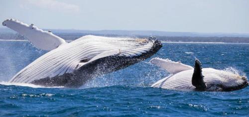 a pair of white dolphins in the water at BasinWaterStays Waterfront Jetty - Brm3 in Basin View