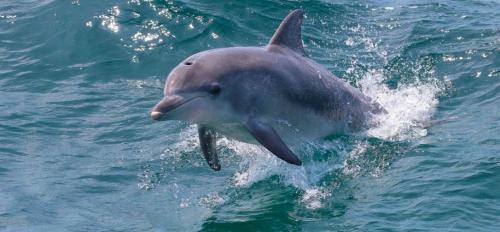 a dolphin in the water with its mouth open at BasinWaterStays Waterfront Jetty - Brm3 in Basin View