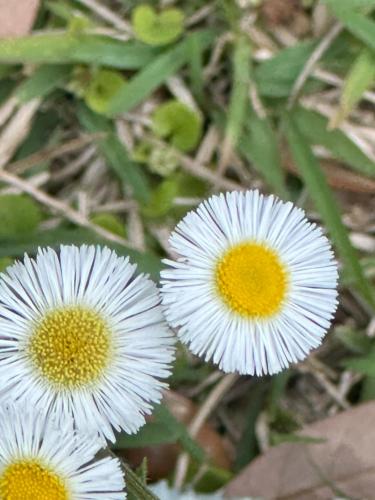 two white flowers with yellow centers in the grass at Cici's Guest House in Laurel