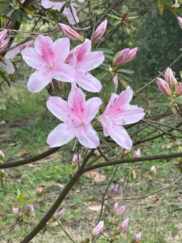 a bunch of pink flowers on a tree branch at Cici's Guest House in Laurel