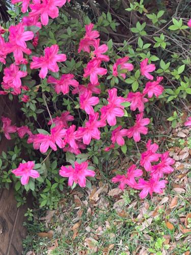a bunch of pink flowers in the grass at Cici's Guest House in Laurel