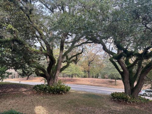 two trees on the side of a road at Cici's Guest House in Laurel