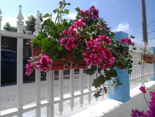 a pot of pink flowers on a white fence at Amfi Apartments in Kardamaina