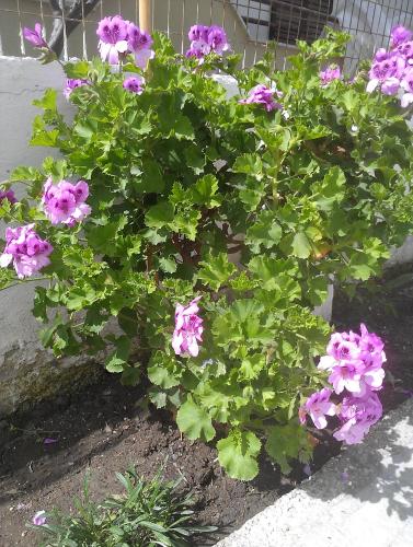 a bunch of pink flowers in a garden at Amfi Apartments in Kardamaina