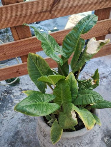 a green plant in a pot next to a fence at Aμvrosia Avramio Village - Fireplace, Free WiFi, Pet Friendly in Avramión