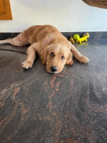 a brown dog laying on the floor at Homestay near Kochi Airport in Ernakulam