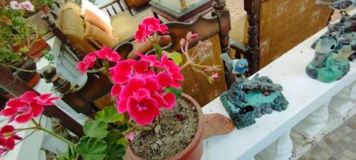 a potted plant with pink flowers on a table at Hostal el Parque Tababela in Tababela