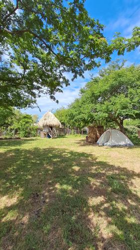 a tent in the middle of a field with a tree at Eco Camping Las Penitas in Las Peñitas