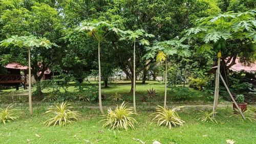 a park with trees and plants in the grass at Le Soleil Kep - Surya Kep in Kep