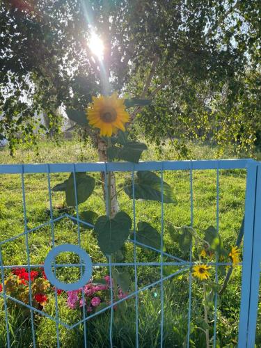 a fence with sunflowers on it in a yard at Azem Guest House in Kasymbek