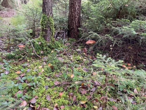 a bunch of plants on the ground in a forest at Aich22 in Peißenberg