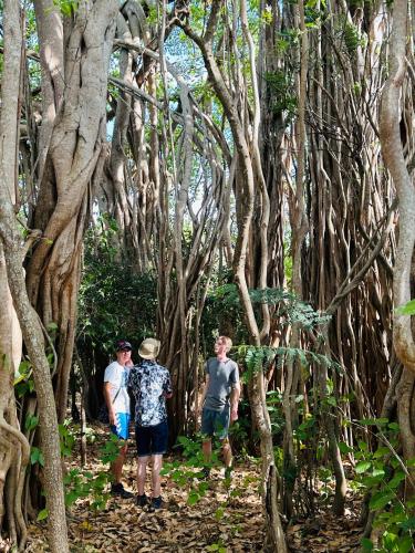 a group of people walking through a forest of trees at Yala Tree House by 47 in Tissamaharama