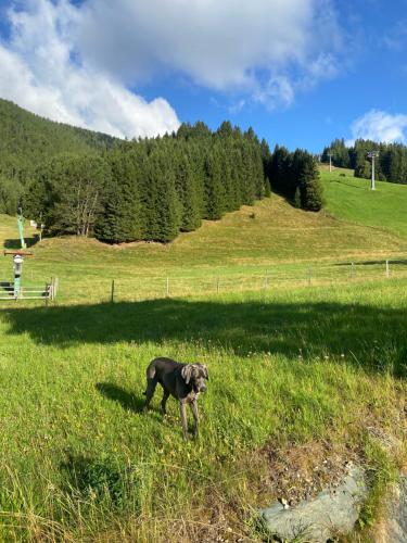 a dog standing in the grass in a field at Appartment Rosennock in Sankt Oswald
