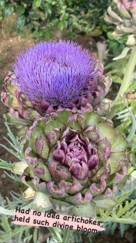 a close up of a purple plant with a flower at Bungalow, gated property in amongst Fruit trees, private pool, panoramic views in Bombarral