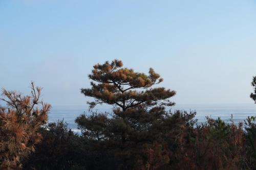 a pine tree on the top of a hill at COCO VILLA 大洗-Sauna- in Oarai